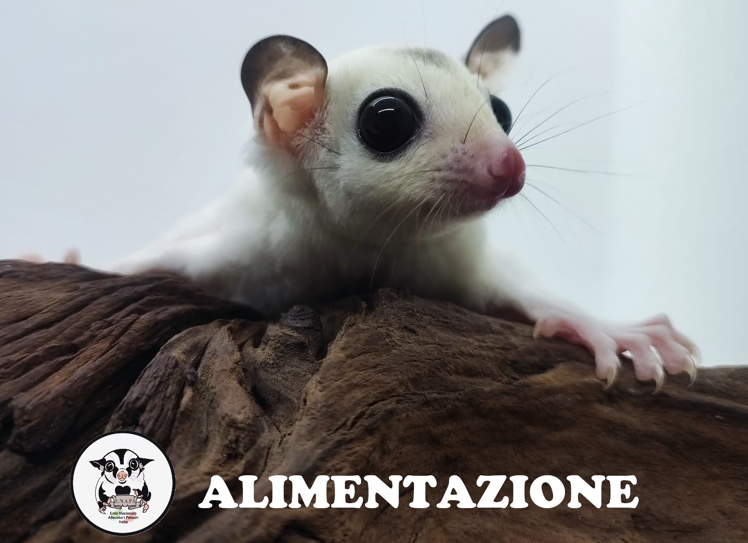 Alimentazione Petauri dello Zucchero
