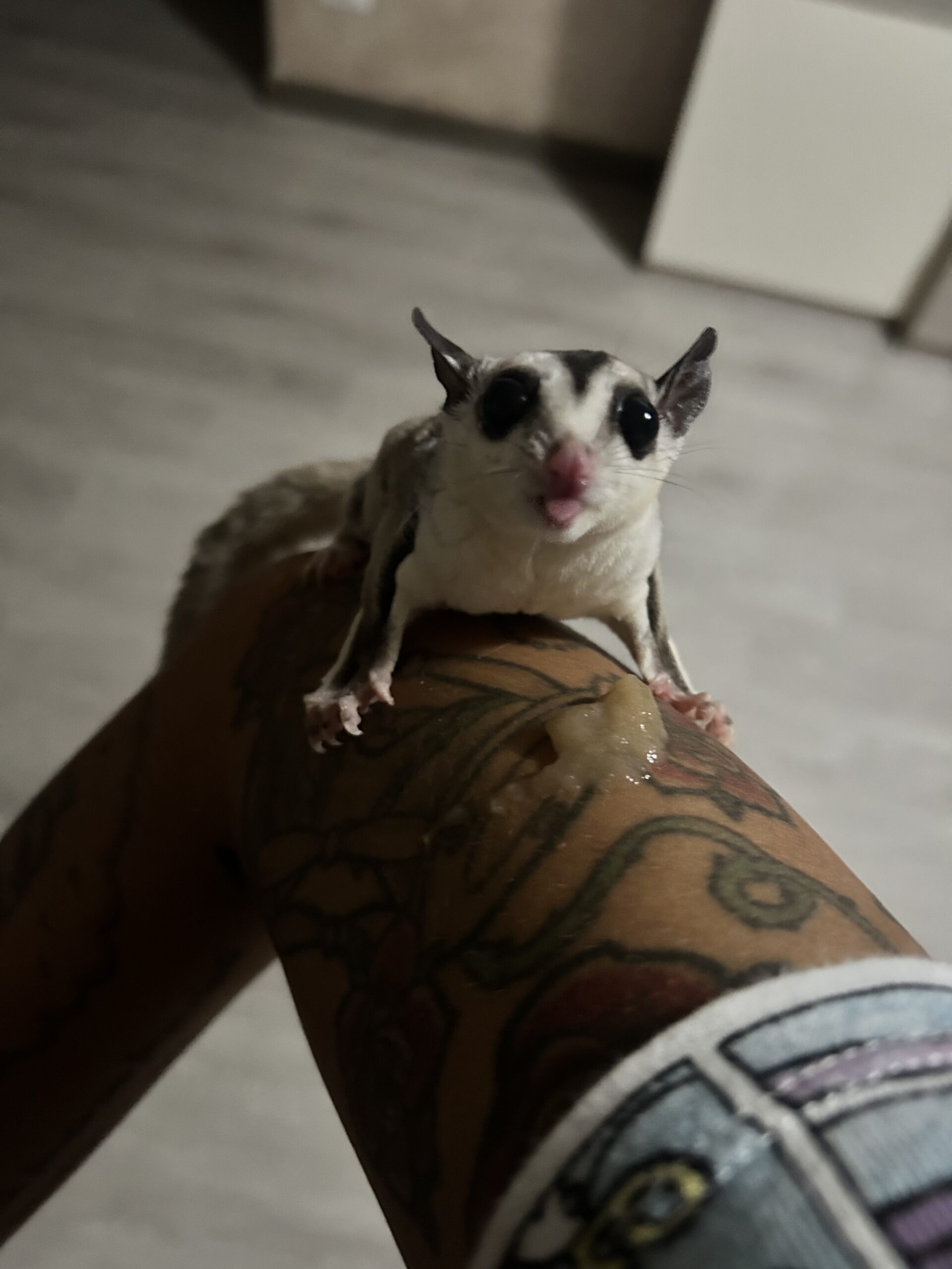 Petauro Image